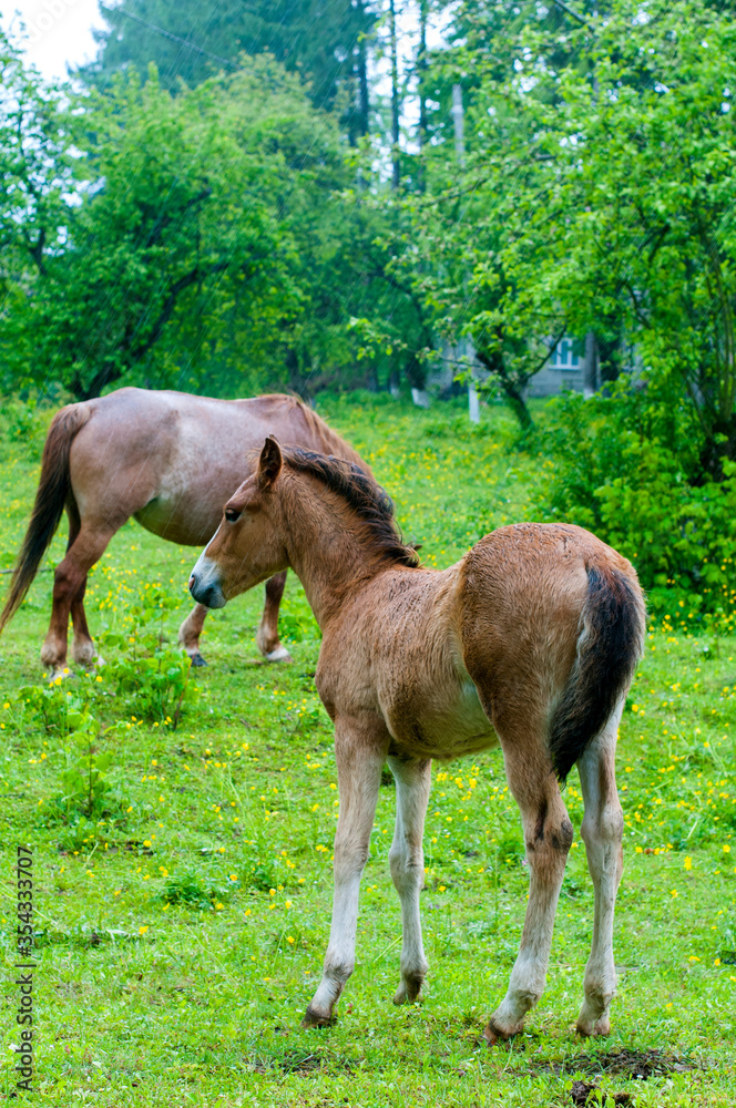 wild horse on a large meadow with beautiful scenery of blue sky and quiet at sunrise wild horse on a large meadow with beautiful scenery of blue sky and quiet at sunrise