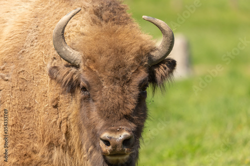 Portrait of a bison in a green meadow in Sweden national park