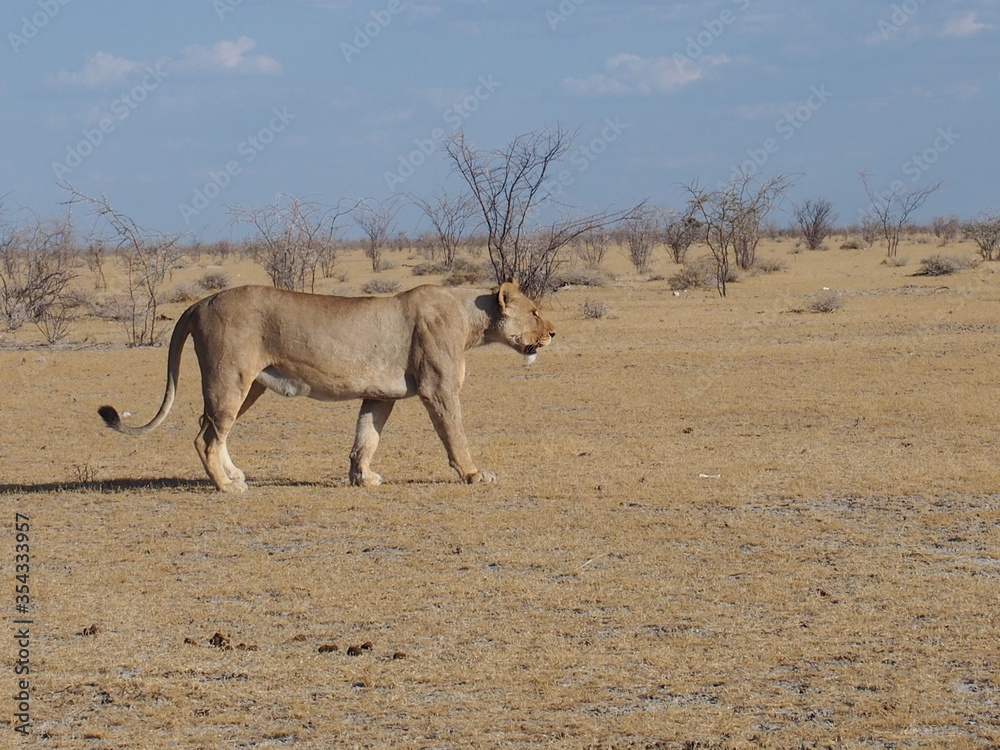 A female lion walking on a savannah, Etosha, Namibia A female lion walking on a savannah, Etosha, Namibia