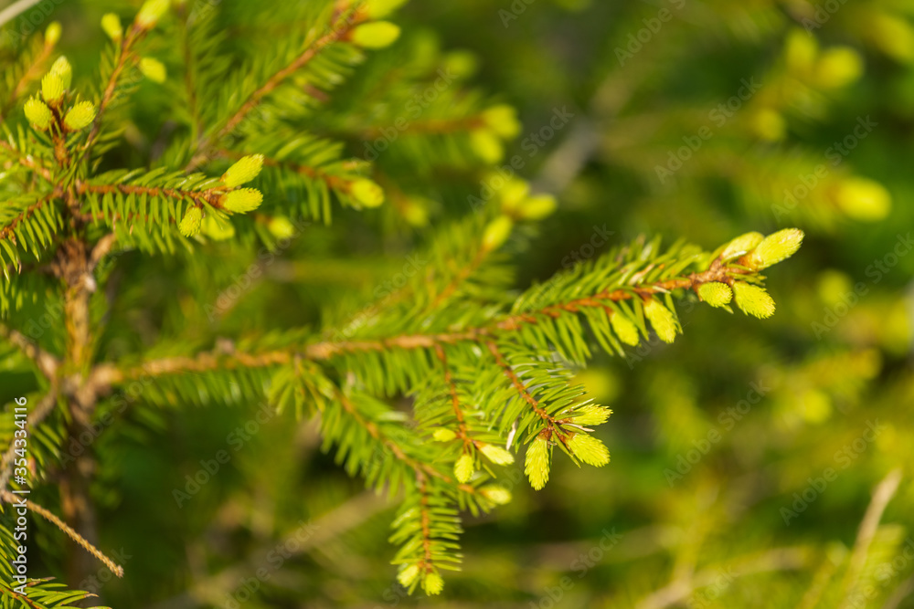 A small green pine tree with young shoots. Selective focus, blurred background.