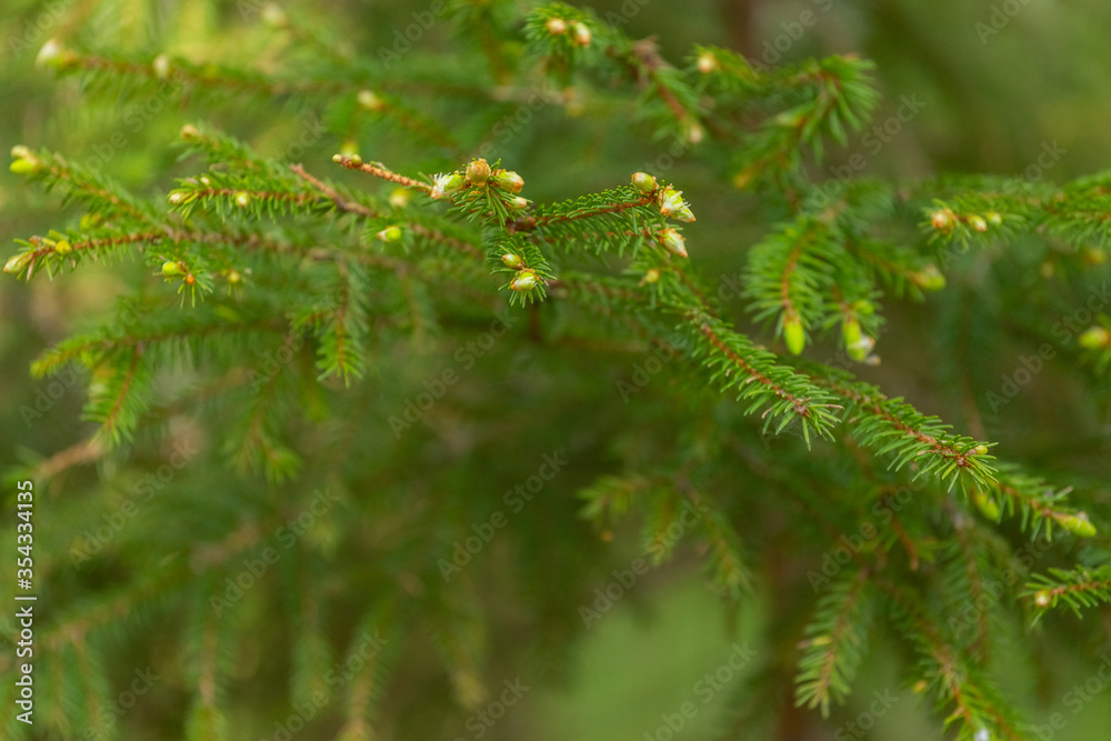 A small green pine tree with young shoots. Selective focus, blurred background. A small green pine tree with young shoots. Selective focus, blurred background.