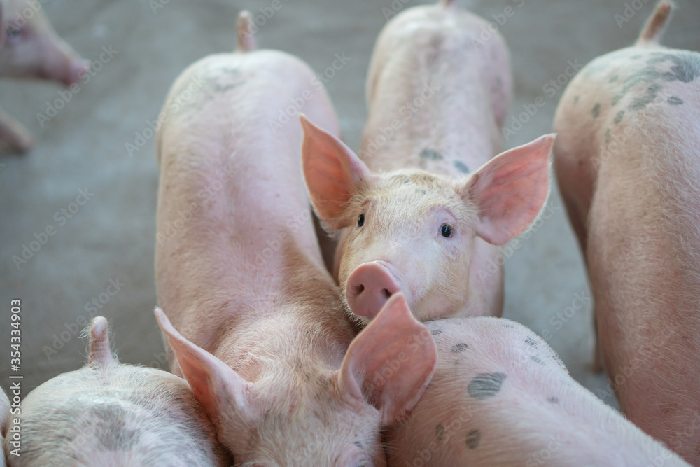 Group of pig that looks healthy in local ASEAN pig farm at livestock. The concept of standardized and clean farming without local diseases or conditions that affect pig growth or fecundity Group of pig that looks healthy in local ASEAN pig farm at livestock. The concept of standardized and clean farming without local diseases or conditions that affect pig growth or fecundity