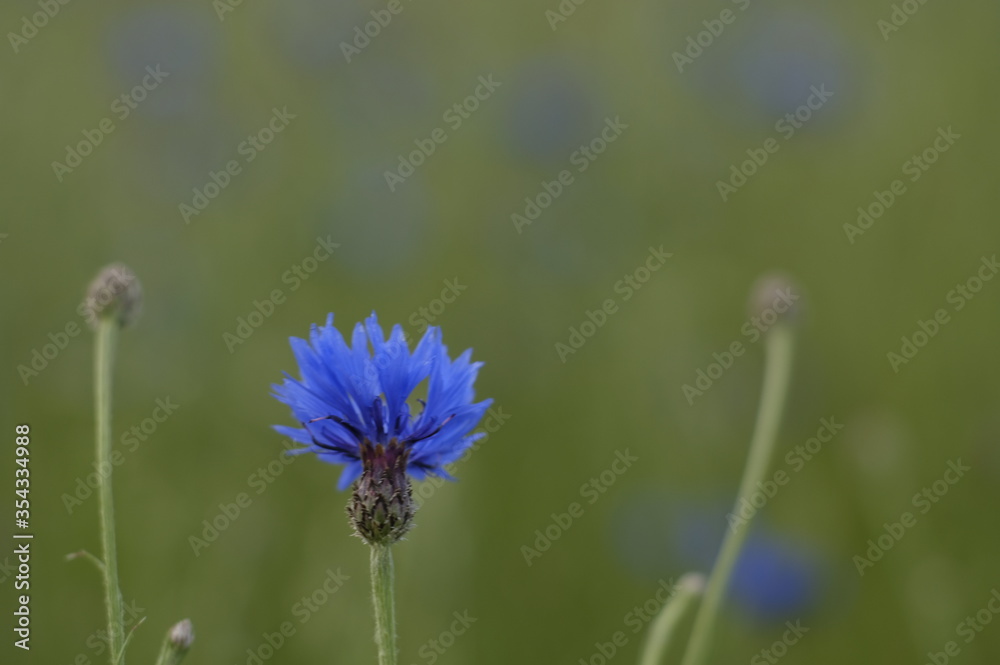 Cyanus segetum Cyanus segetum