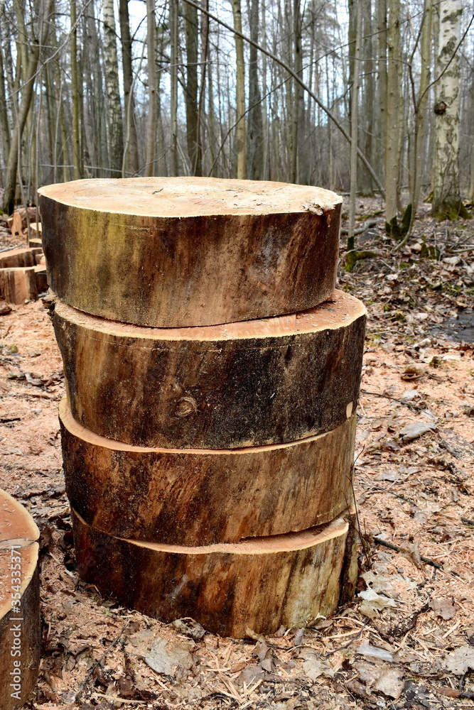 Four parts of a felled tree trunk Four parts of a felled tree trunk
