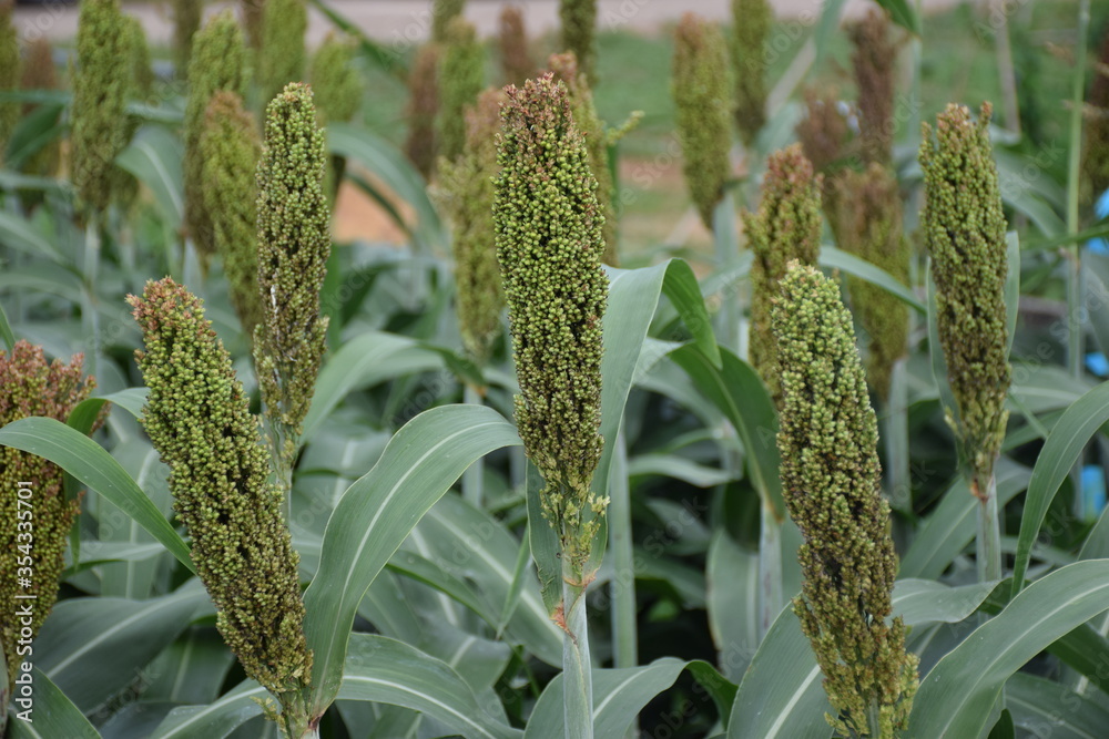 Obraz premium sorghum is a cereal that is very easy to eat with benefits.