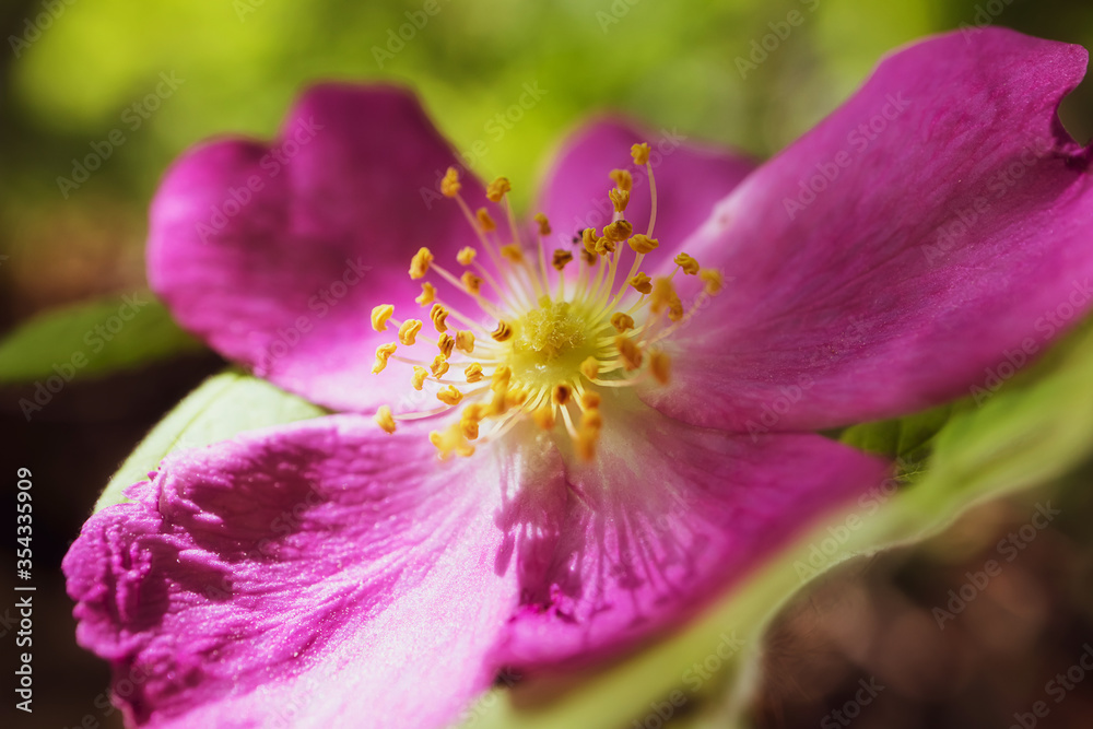 Rosehip flower in the forest close-up. Macro photo. Simple nature gentle background. Rosehip flower in the forest close-up. Macro photo. Simple nature gentle background.