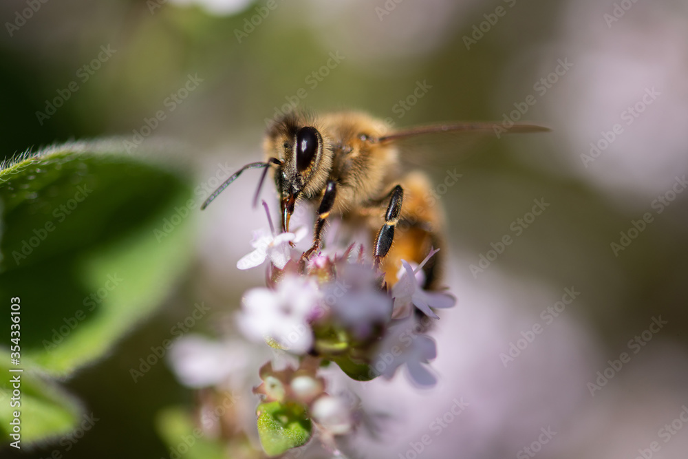fleißige Honigbiene auf blühendem Thymian, sammeln von Nektar und Pollen. fleißige Honigbiene auf blühendem Thymian, sammeln von Nektar und Pollen.
