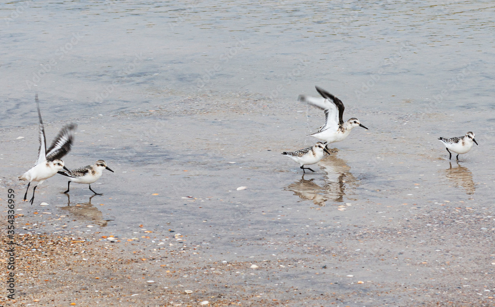 Piping plover birds playing on the edge of the beach Piping plover birds playing on the edge of the beach