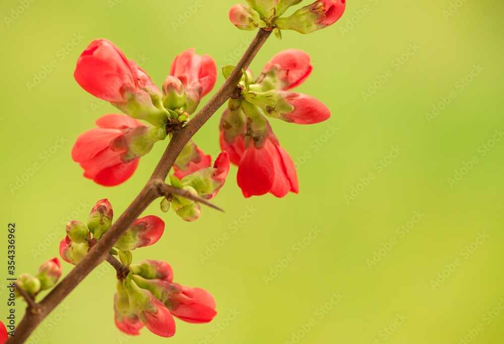 Blossoming twig of Japanese quince .
Red flowers of Japanese quince on green blurred background. Macro (Chaenomeles japonika)
Blossoming twig of Japanese quince .
Red flowers of Japanese quince on green blurred background. Macro (Chaenomeles japonika)