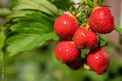 Sweet ripe red strawberry hanging on plant in garden