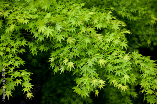 foliage of maple leaves in a bright sunny day 