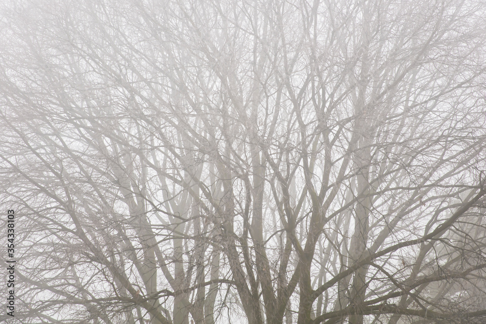 Trees in the foggy winter day Trees in the foggy winter day