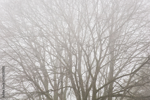 Wallpaper Mural Trees in the foggy winter day Torontodigital.ca