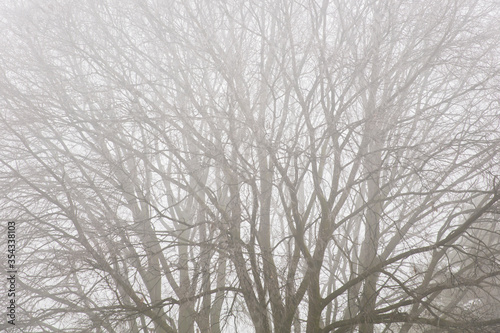 Trees in the foggy winter day