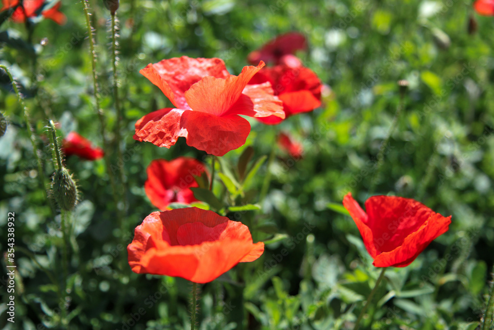 Primo piano di fiori di papavero di un rosso acceso in un campo, sotto la luce accecante del sole splendente di inizio estate