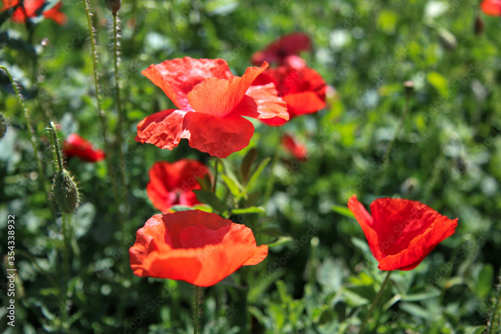 Primo piano di fiori di papavero di un rosso acceso in un campo, sotto la luce accecante del sole splendente di inizio estate Primo piano di fiori di papavero di un rosso acceso in un campo, sotto la luce accecante del sole splendente di inizio estate