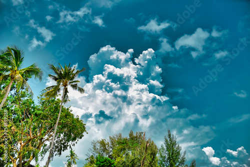 Giant stunning coconut palm tree with coconuts on it under the beautiful bright blue sky