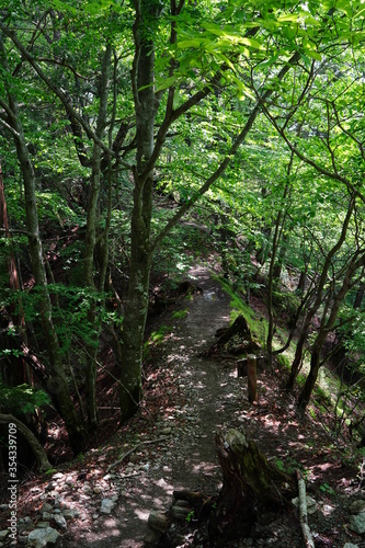 Mountain road with a lot of tree roots at Myohogatake mountain, Chichibu, Tokyo, Japan. It's a road to "Mitsumine Jinja Shrine Okumiya" , top of Myohogatake mountain.