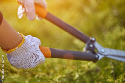 Hands of grower in white gloves are pruning the overgrown green shrub using big hedge shears on sunny backyard. Worker landscaping garden. Close up