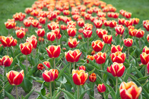 Wow. Landscape of Netherlands tulips. Spring season travel. Colorful spring tulip field. multicolored vibrant flowers. beauty of nature. enjoy seasonal blossom. Multi-colored flowers in field