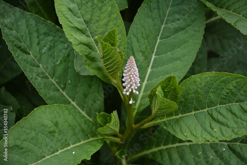 Phytolácca americána poisonous plant. Phytolacca acinosa medicinal and poisonous plant. photo