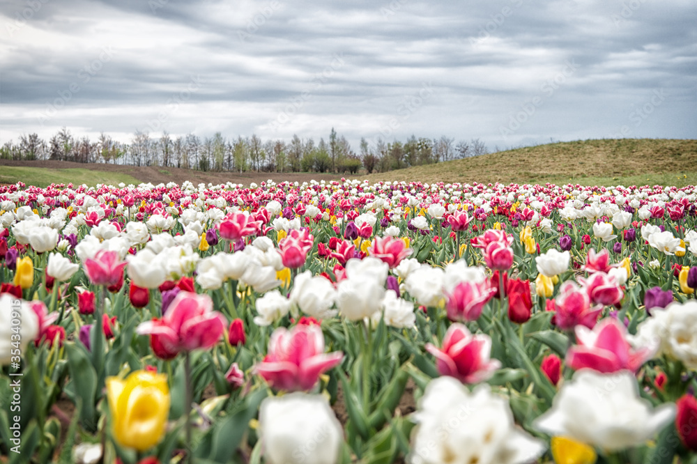 Spring floral background. Netherlands countryside. Multicolored flowers. Tulip fields colourfully burst into full bloom. Happy womens day. Perfume fragrance and aroma. Flowers shop. Growing flowers