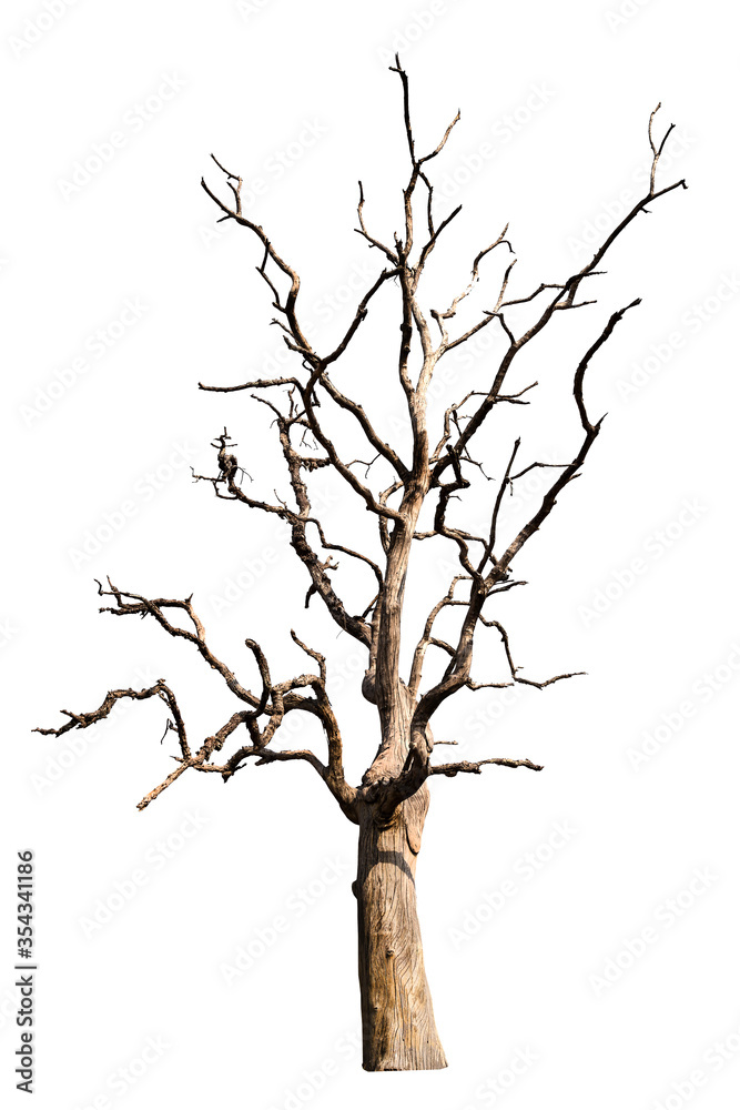 Fototapeta premium Dead tree isolated on a white background, clipping path