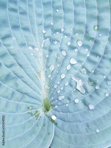 Raindrops on a leaf of flower