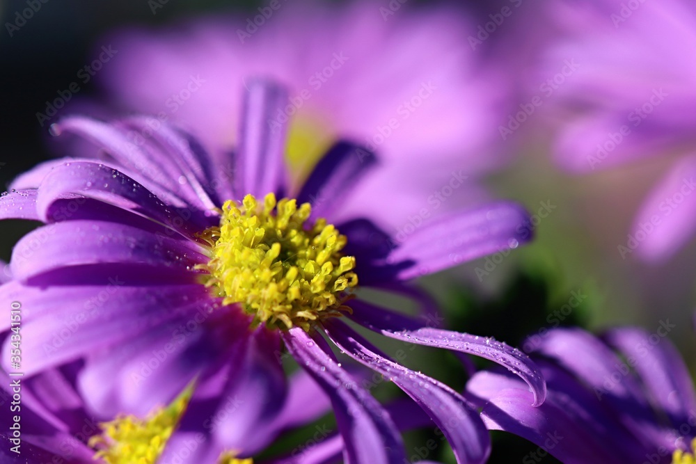 Beautiful dewy flowers rocky daisy in the spring garden. Close up. Beautiful dewy flowers rocky daisy in the spring garden. Close up.