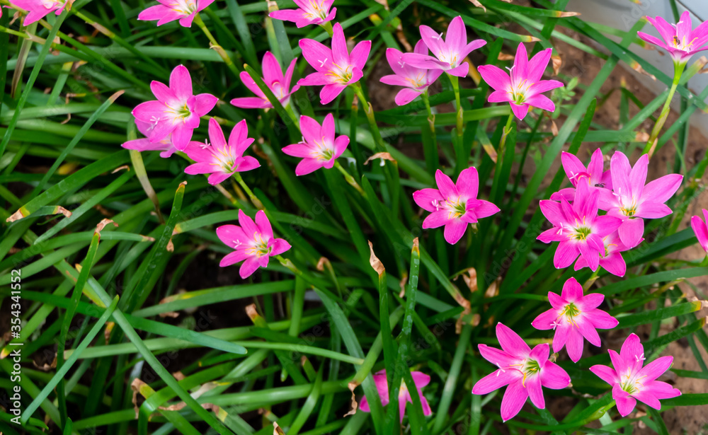pink flowers in the garden pink flowers in the garden