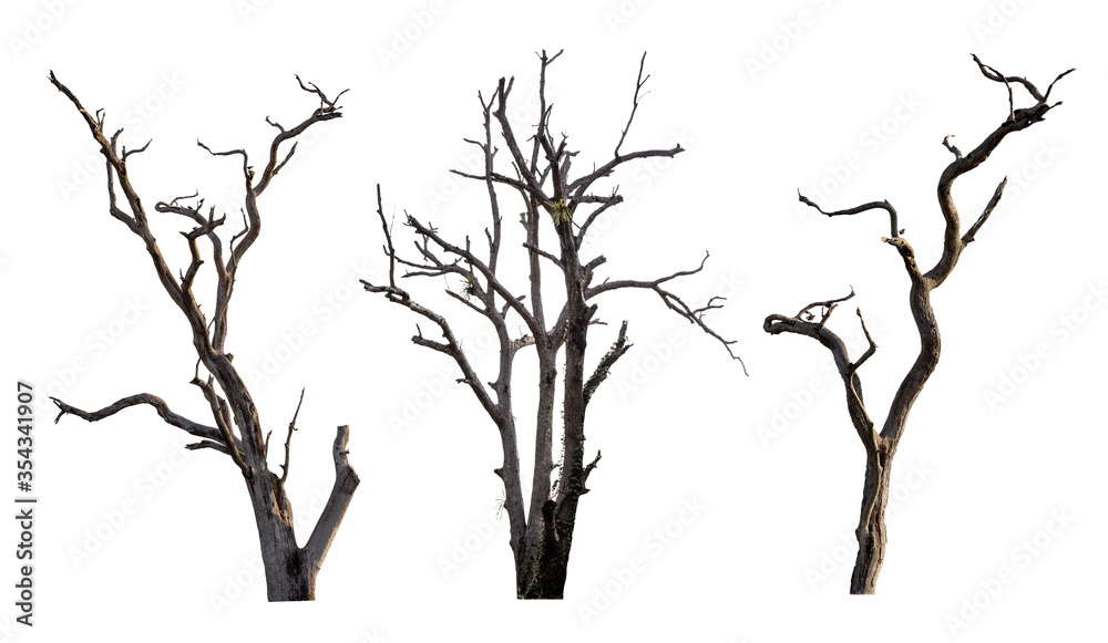Fototapeta premium Set of dead tree isolated on a white background