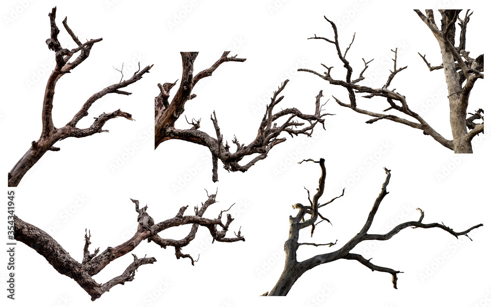Set of dead tree isolated on a white background Set of dead tree isolated on a white background