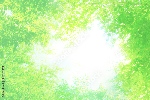 白と緑のキラキラ木もれ日イメージ夏背景 © rrice