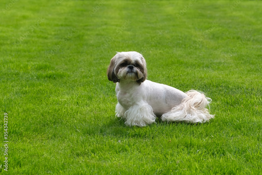 Shih Tzu dog sitting on green grass.