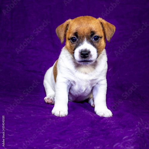 puppy jack russell terrier is sitting on a purple bedspread,