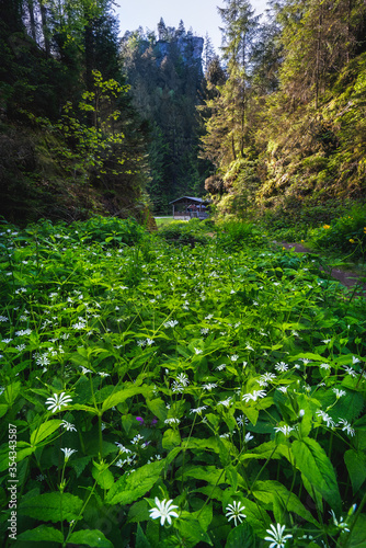 Fotografie a little waterfall framed with big rocks covered with moss in a forest with fall