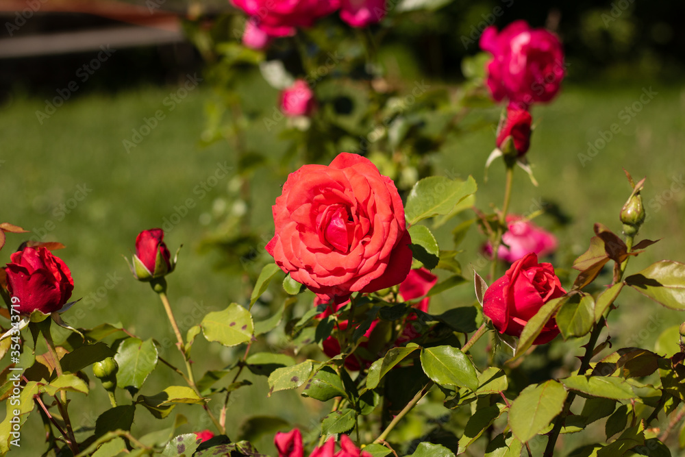 Red roses bloomed in late spring and early summer. Red rose on a meadow, rose bush. Blooming flowers on a green background. Background for desktop or wallpaper
Red roses bloomed in late spring and early summer. Red rose on a meadow, rose bush. Blooming flowers on a green background. Background for desktop or wallpaper