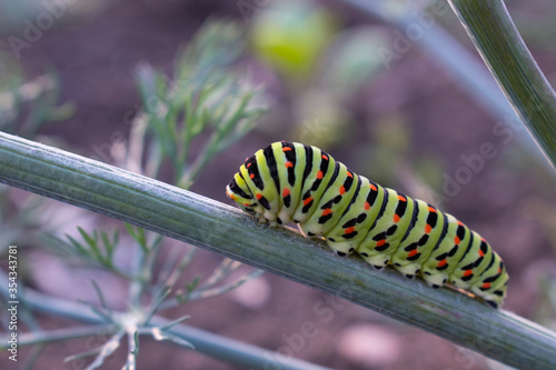 Green caterpillar with orange spots on green stick. Wildlife photo.