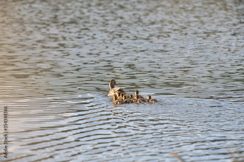 The wild duck mother floating on the pond with small babies © Pavol Klimek