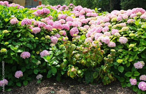 Very beautiful and large pink flowers grow on hydrangea bushes in the summer season © Anatolijs