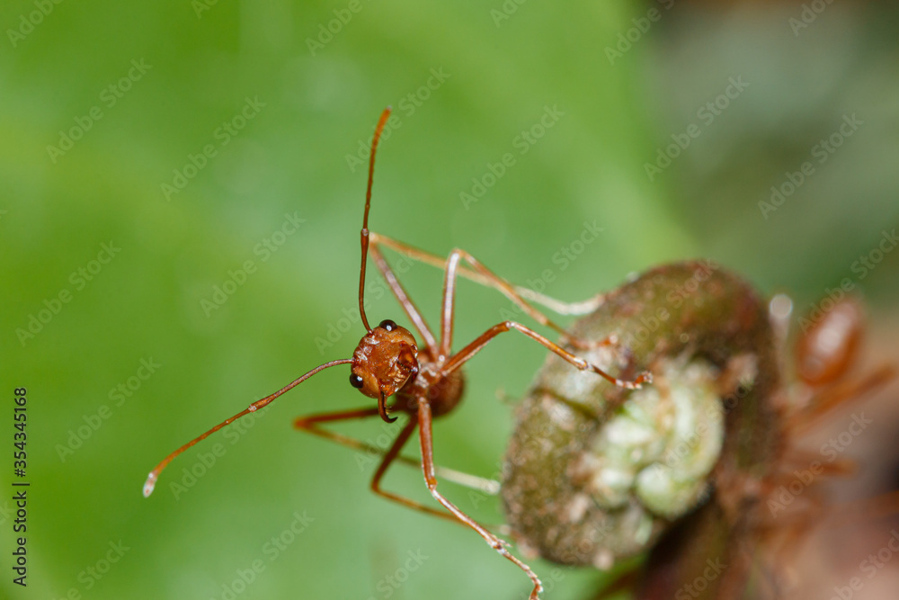 Red ant walk on a leaves nature background ,close up Red ant walk on a leaves nature background ,close up