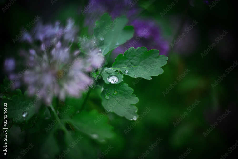 Little rain drops on the leaves in spring garden Little rain drops on the leaves in spring garden