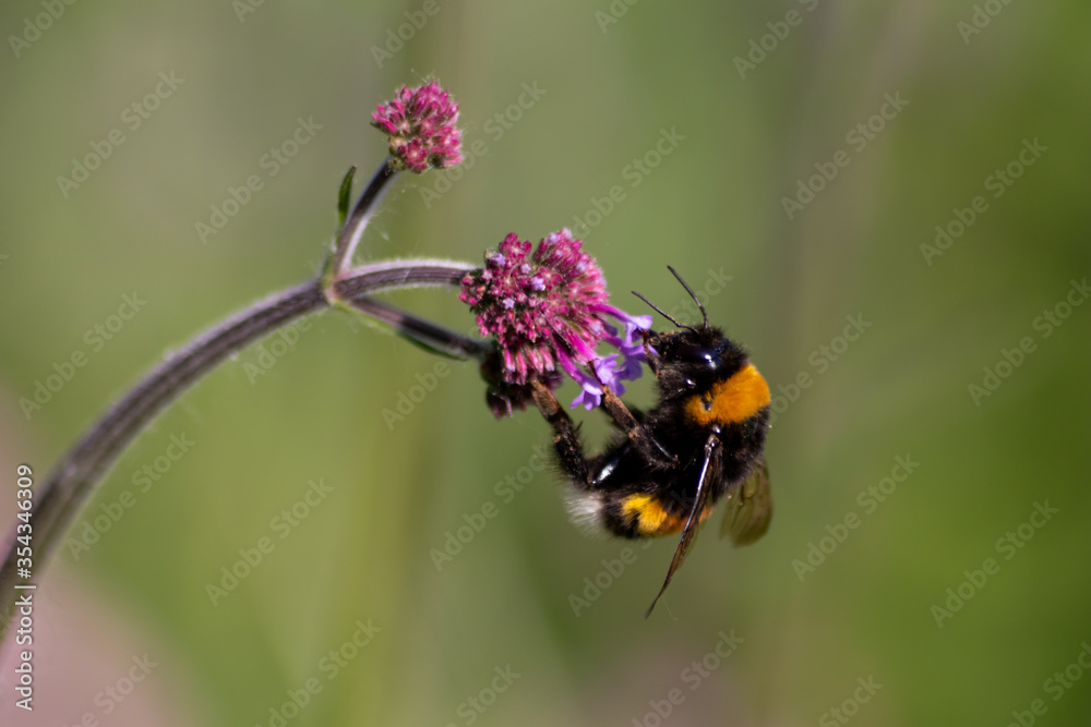Busy bumblebee pollinating a purple blossom in spring and summer with much copy space and a blurred background shows a clumsy bee insect during dusting and collecting pollen for honey Busy bumblebee pollinating a purple blossom in spring and summer with much copy space and a blurred background shows a clumsy bee insect during dusting and collecting pollen for honey