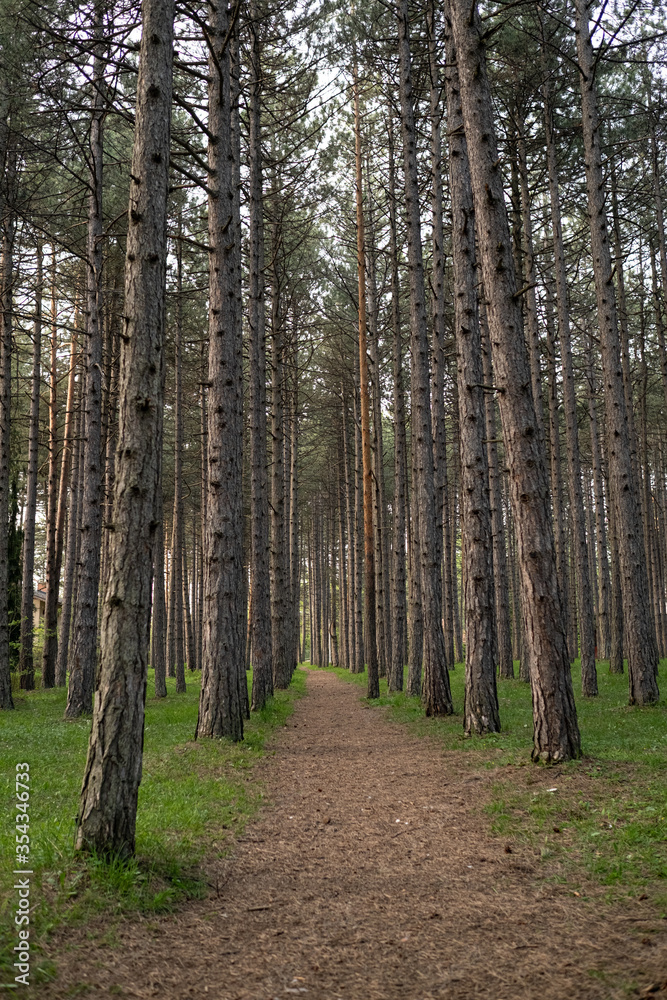 Fototapeta premium Panorama of a path through forest