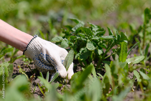 A gloved hand of a gardener removes the weed from the ground. photo