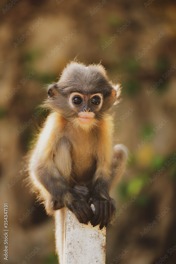 Obraz premium Spectacled leaf monkey also called dusky langur looking at camera
