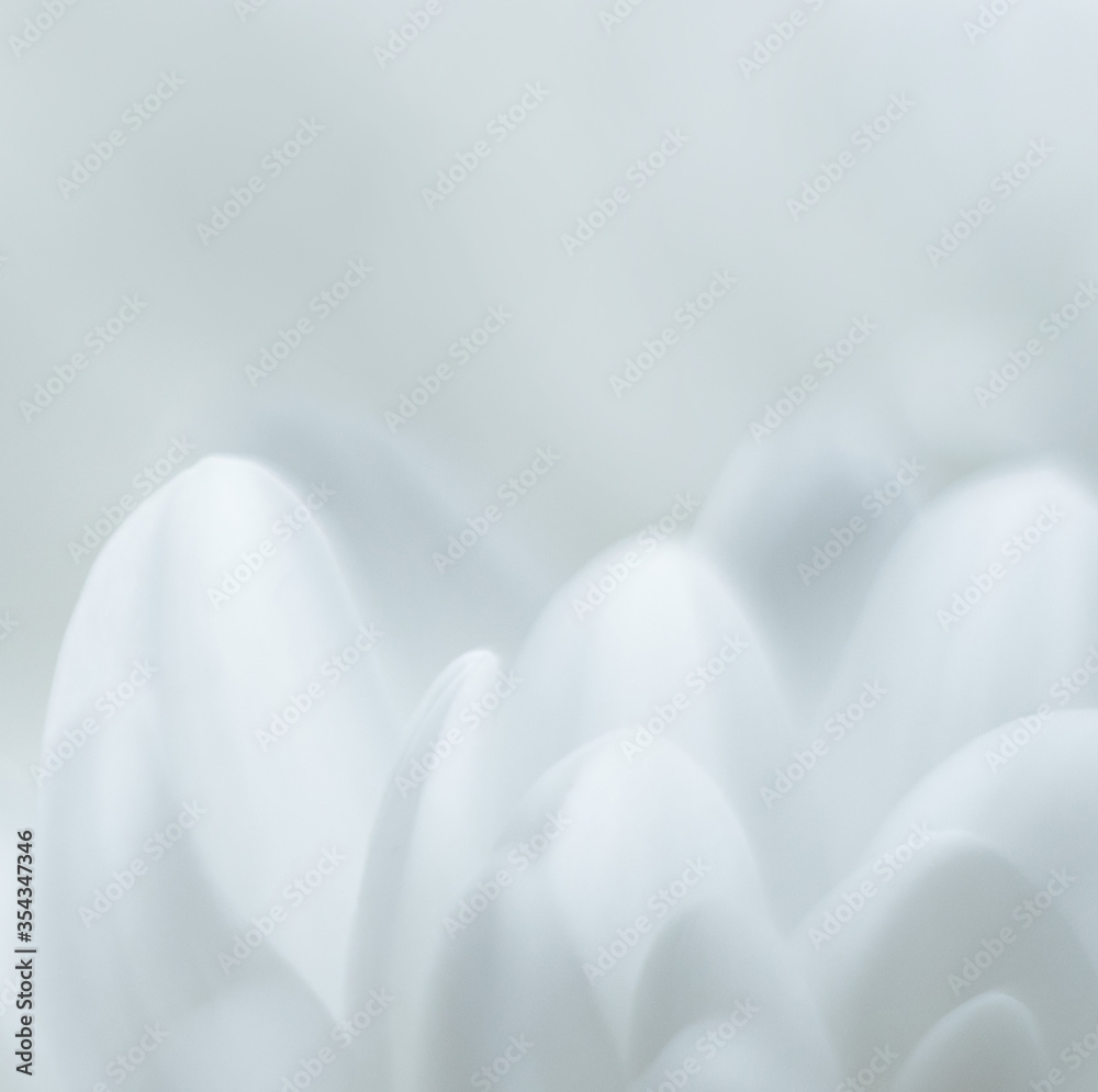 square background white flower petals with a small depth of focus and blur square background white flower petals with a small depth of focus and blur