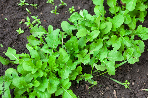 Green organic arugula grows on of garden bed