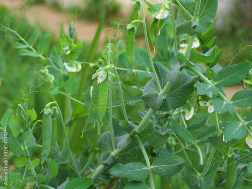 Photo of a fresh bright green pea pod and flowers on a pea plant in a garden. Growing peas outdoors.