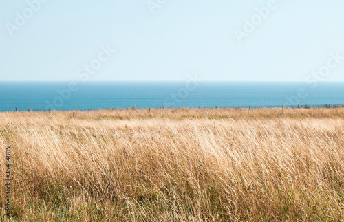 Yellow meadow by the sea in sunny day